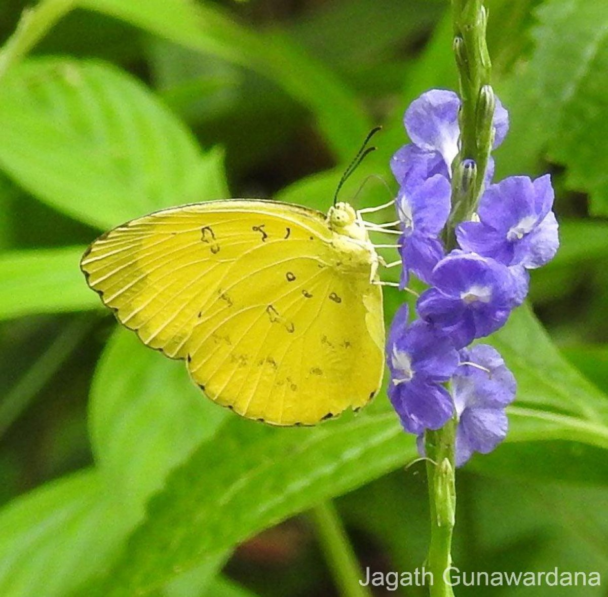 Eurema blanda Boisduval, 1836